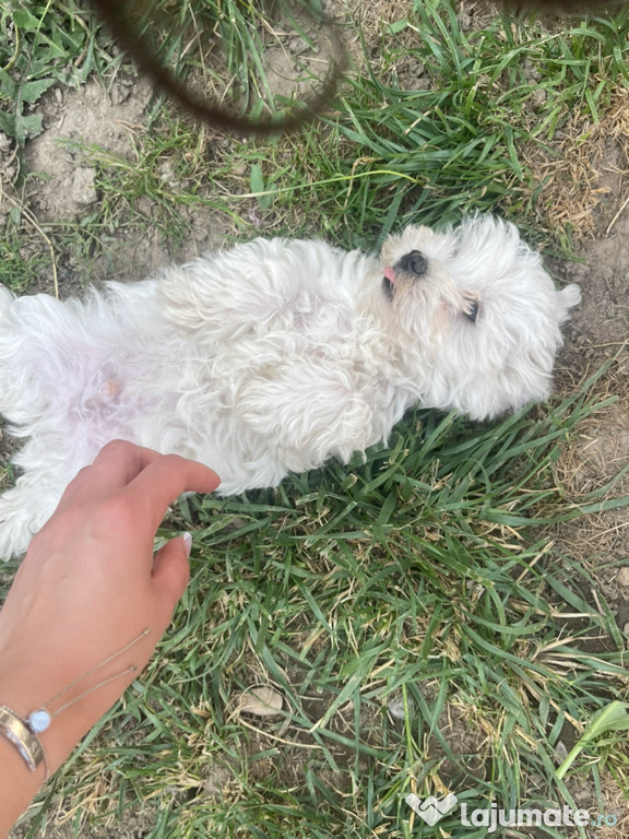 Cățeluși Bichon Maltez