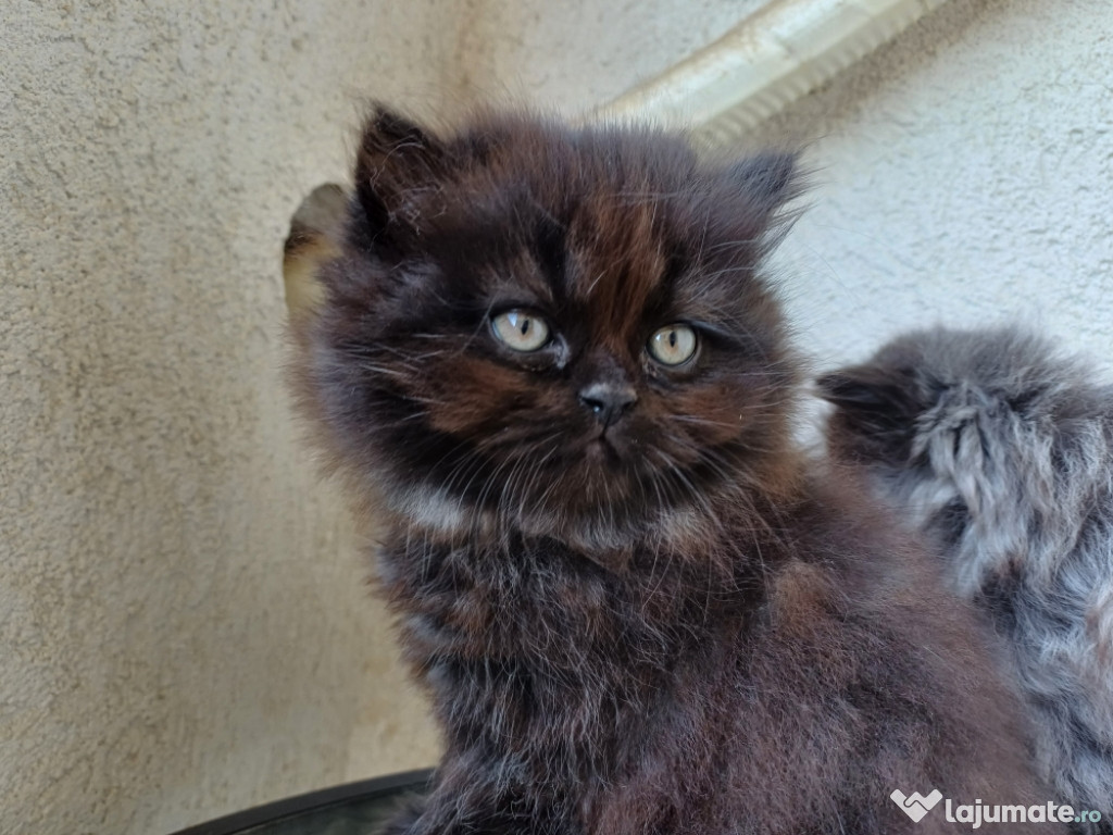 Pisici persane chinchila foarte iubitoare și cuminți