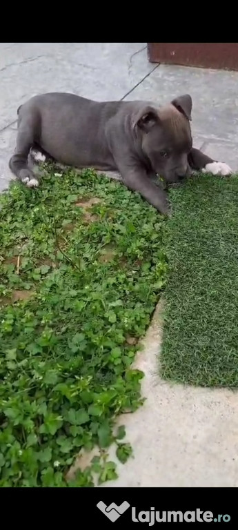 Vând femelă American bully pocket