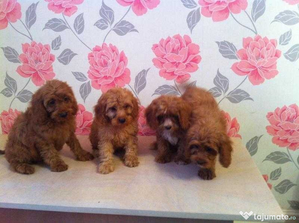 Pui minunați de cavapoo roșu în vârstă de 9 săptămâni au avut prima in