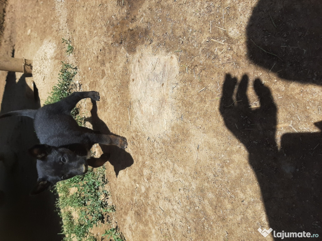 Mascul ciobanesc belgian malinois cu pedigreu