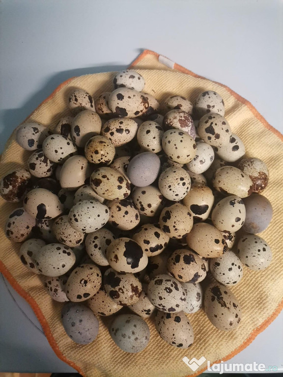 Ouă de prepeliță