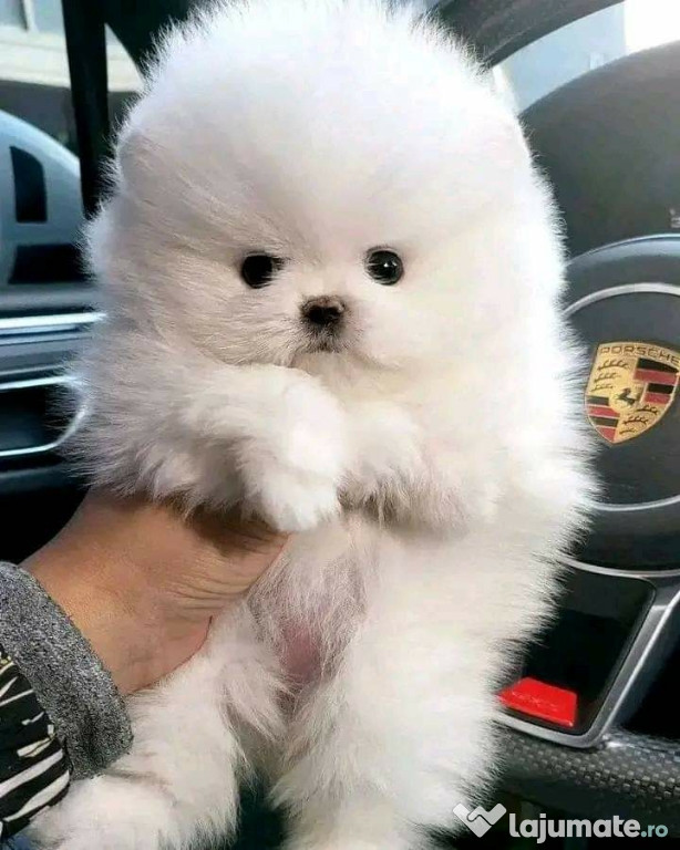 Pomeranian mini toy