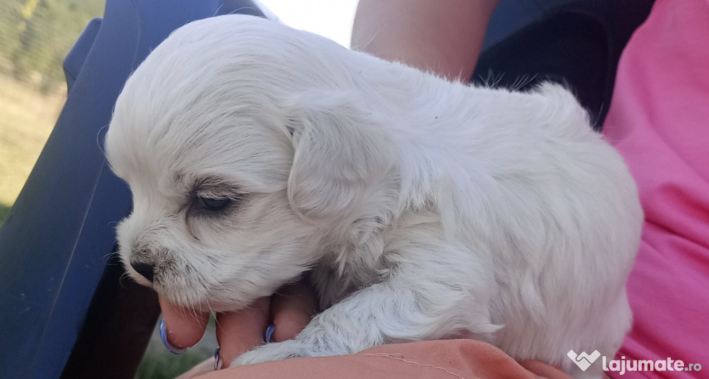 Bichon maltez, rasă pură