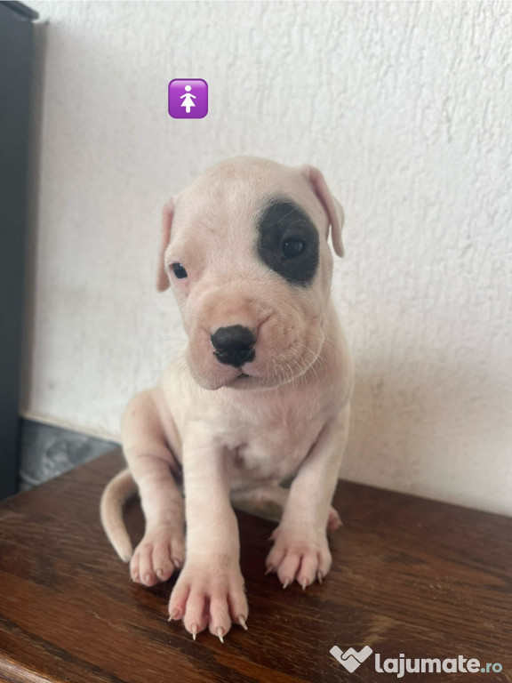 Câinii Dogo Argentino