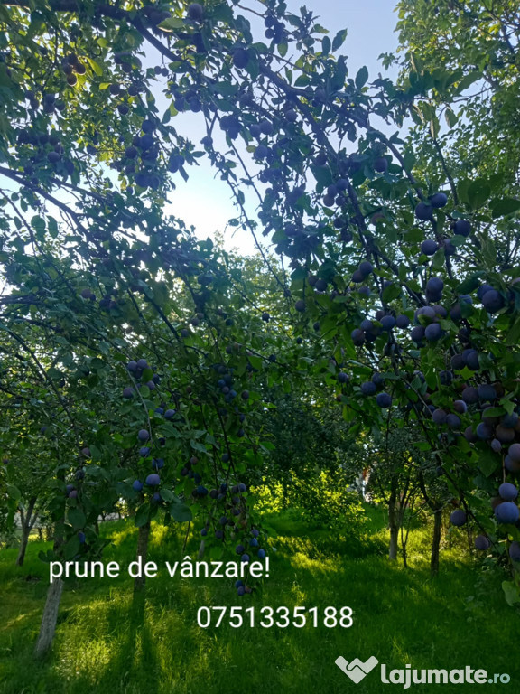 Prune de vânzare bune pentru palinca și altele