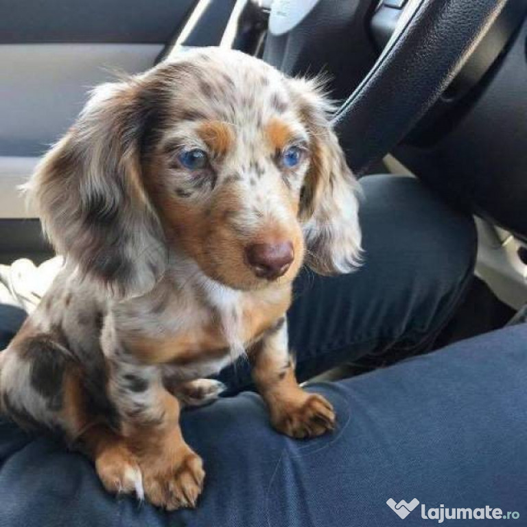 Këlyshët mini Dachshund të përkëdhelur dhe të zgjuar