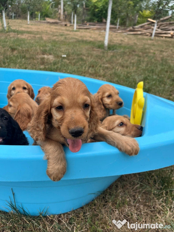 Pui cocker spaniel