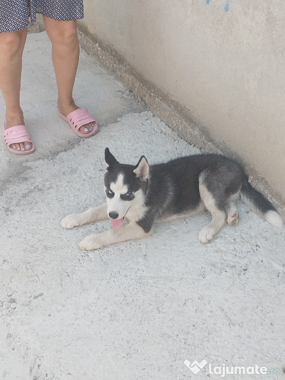 Vând Caine Husky!(rasã purã)