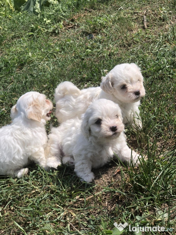 Vând bichon maltez