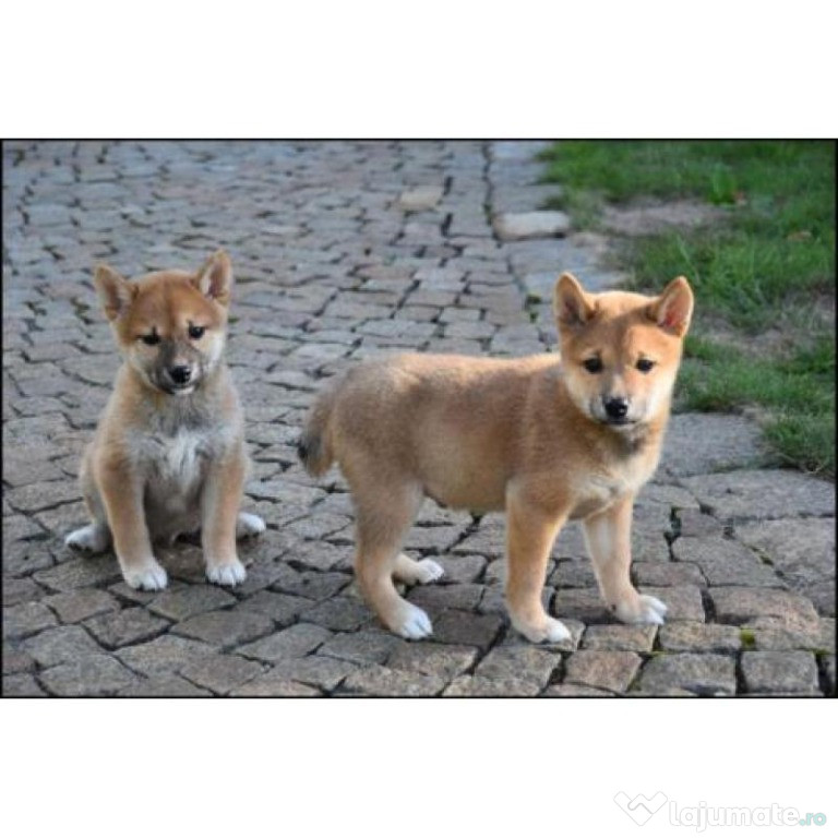 Catelusi Shiba Inu