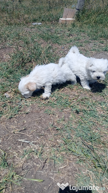Bichon maltez , rasă pură,talie medie