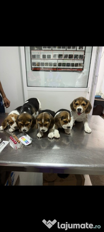 Catei beagle tricolor