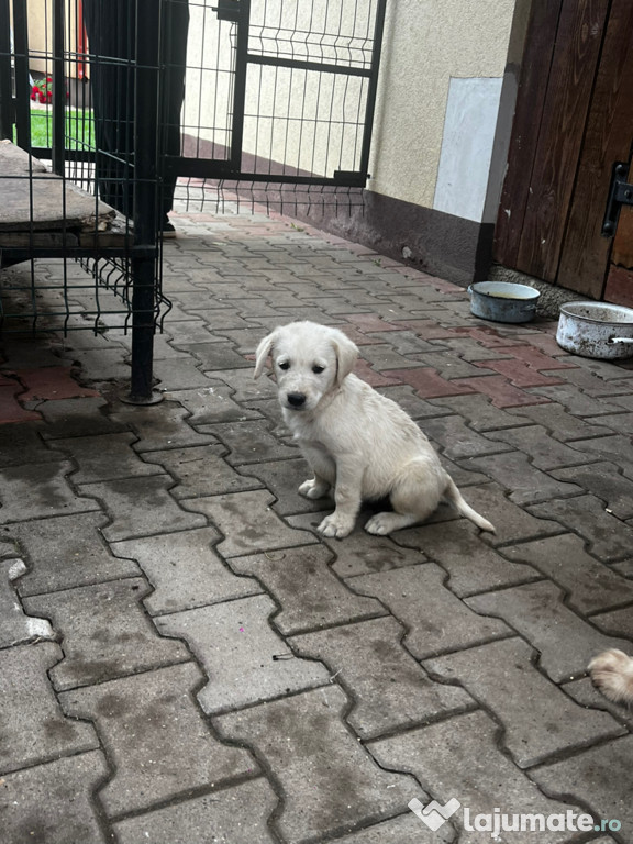 Pui de Labrador Retriver