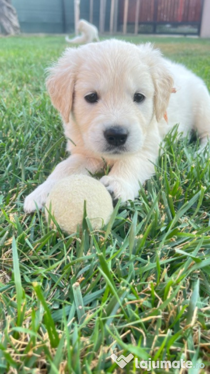 Pui Golden Retriever