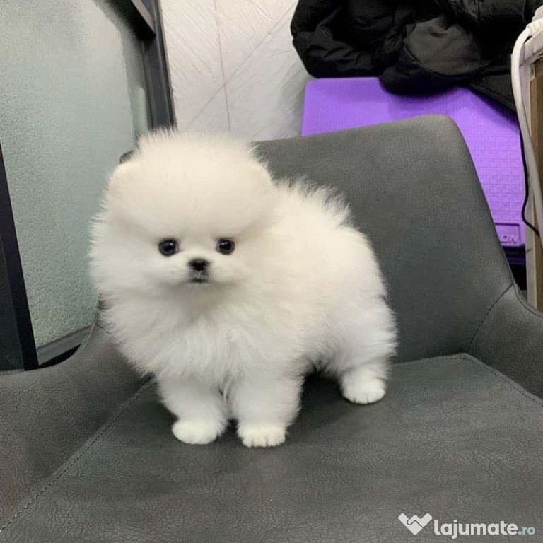 Pomeranian Boo Mini Toy