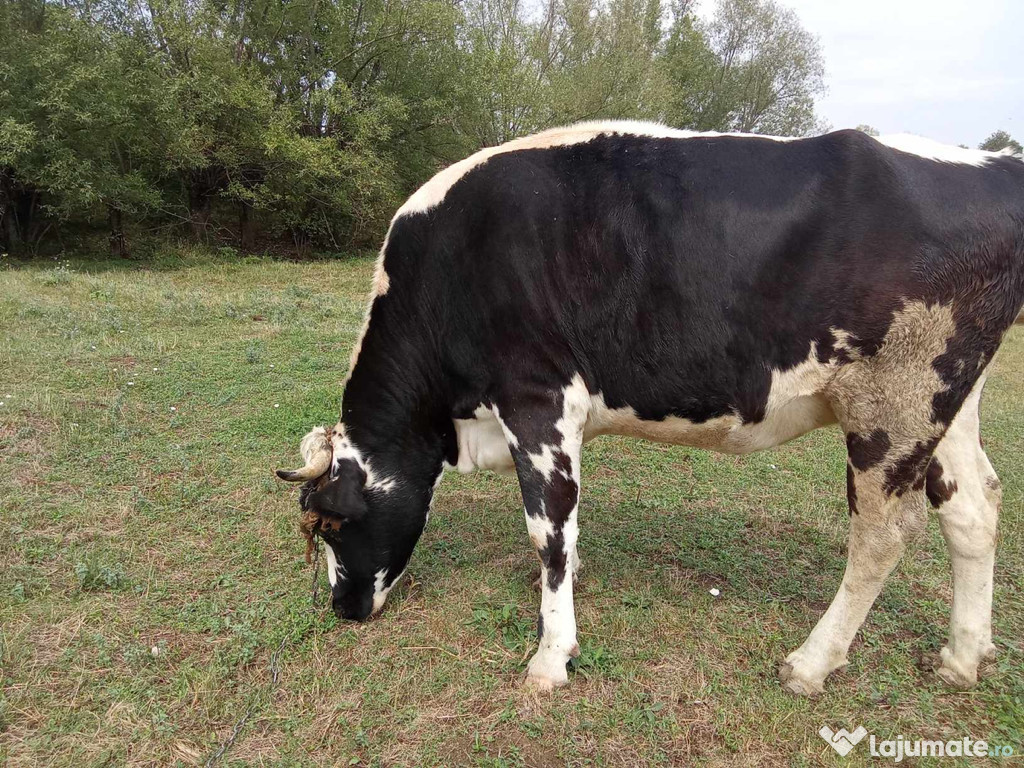 Vând vaca foarte bună