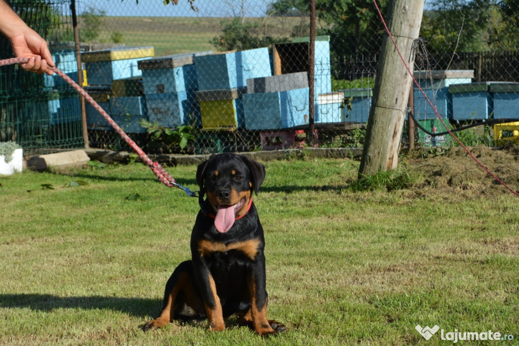 Femelă Rottweiler de vânzare