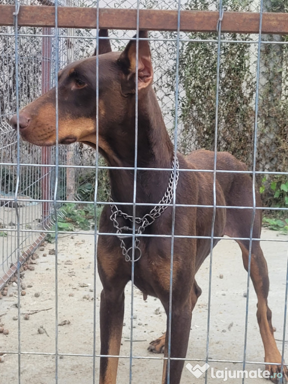 Pui doberman rasa pura