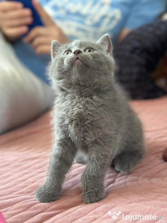 British Shorthair Blue