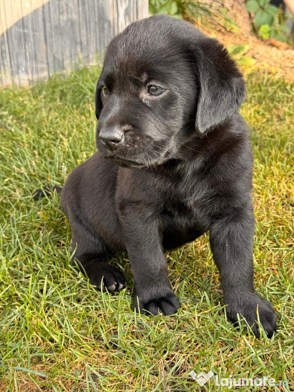 Pui labrador retrivier