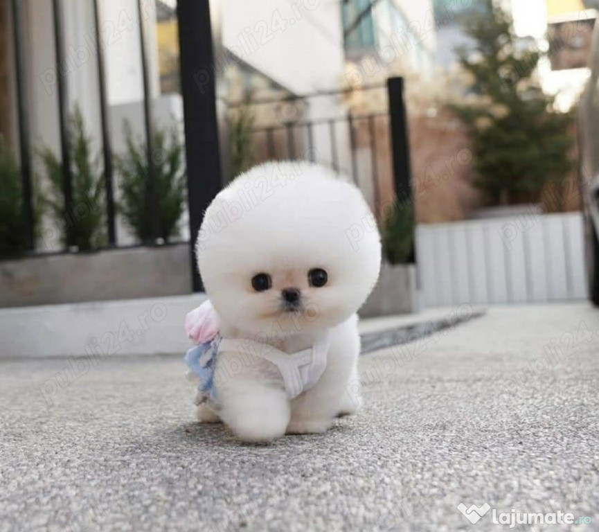 Pomeranian Ursuleț