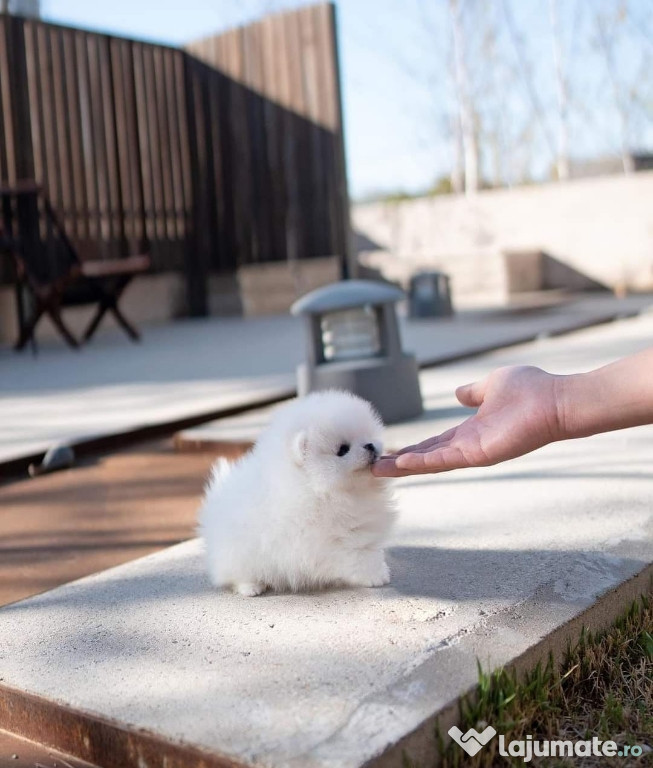 Pomeranian mini boo