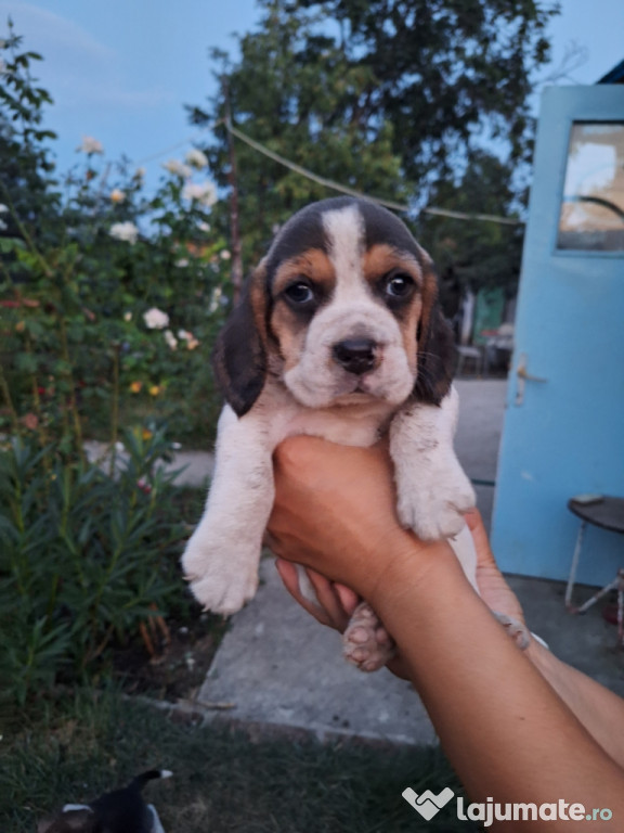 Căței Beagle tricolori