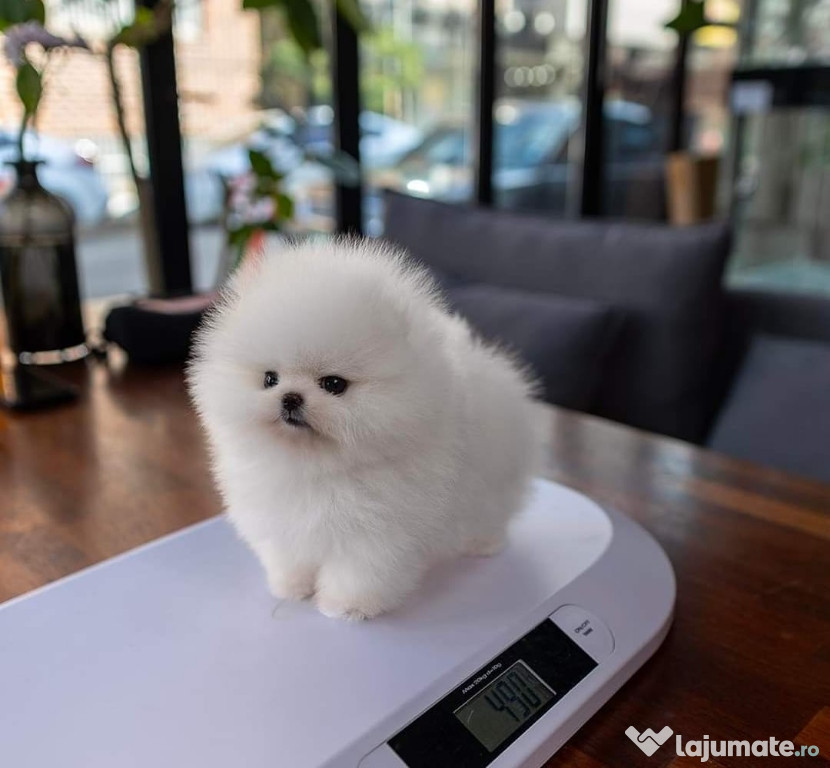 Pomeranian miniatura boo