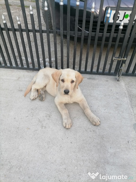 Căței labrador golden retriever