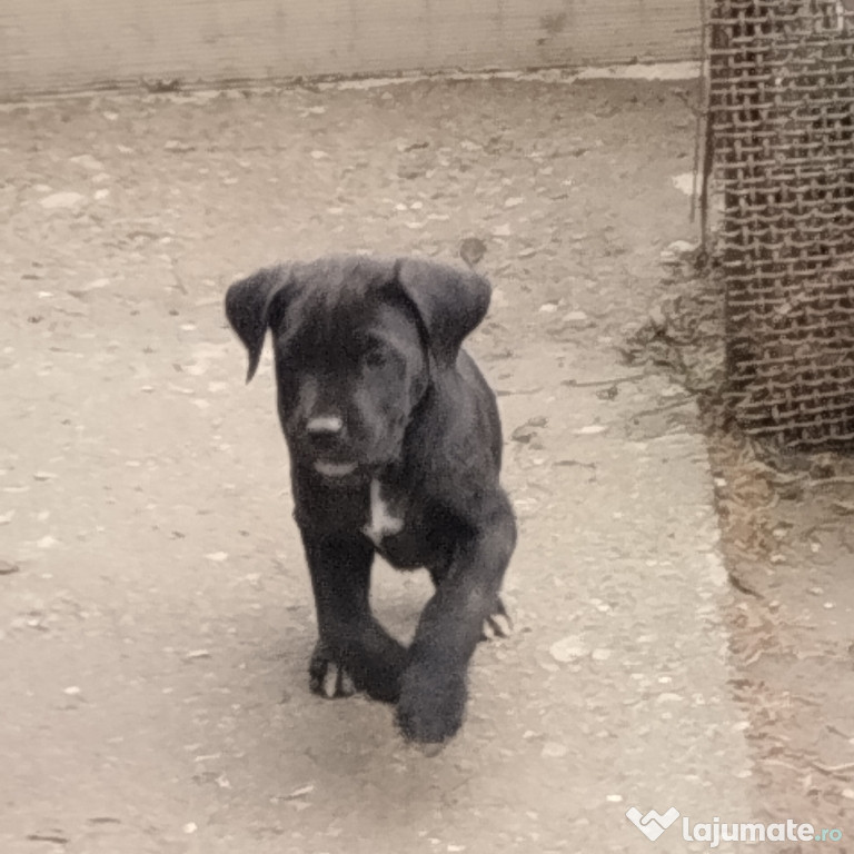 Vând pui Cane corso