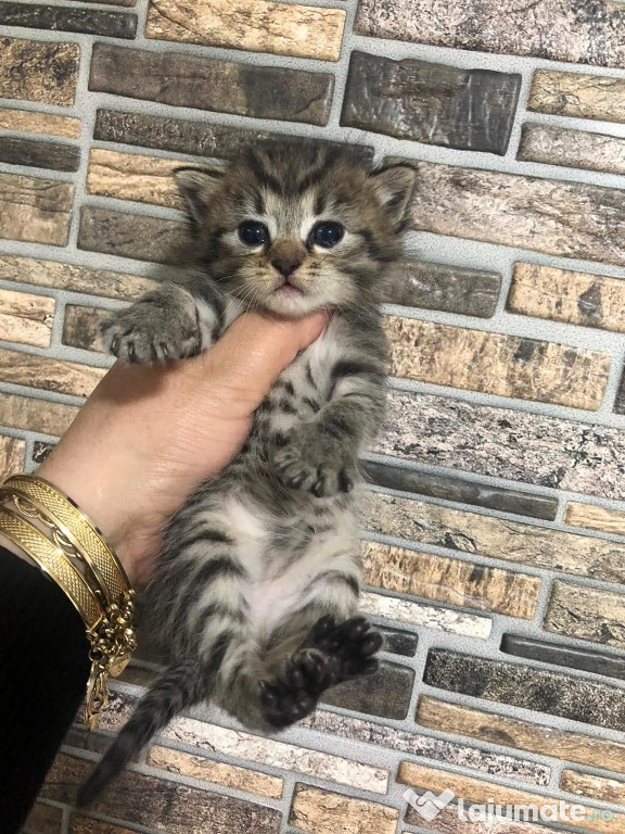 American Shorthair