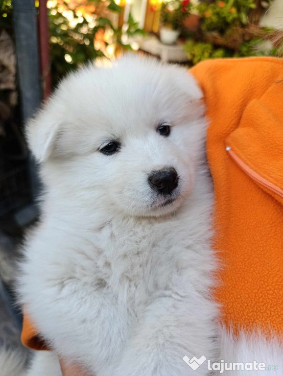 Pui Samoyed disponibili