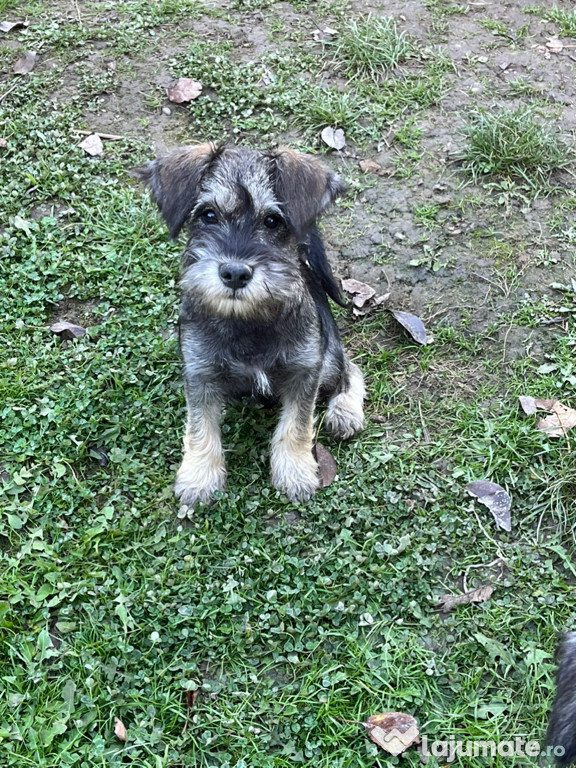 Pui schnauzer pitic