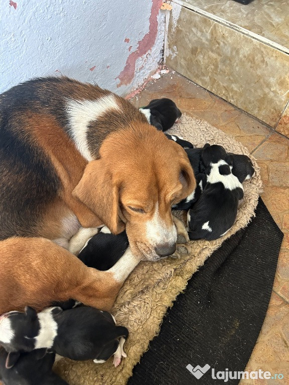 Căței beagle tricolor