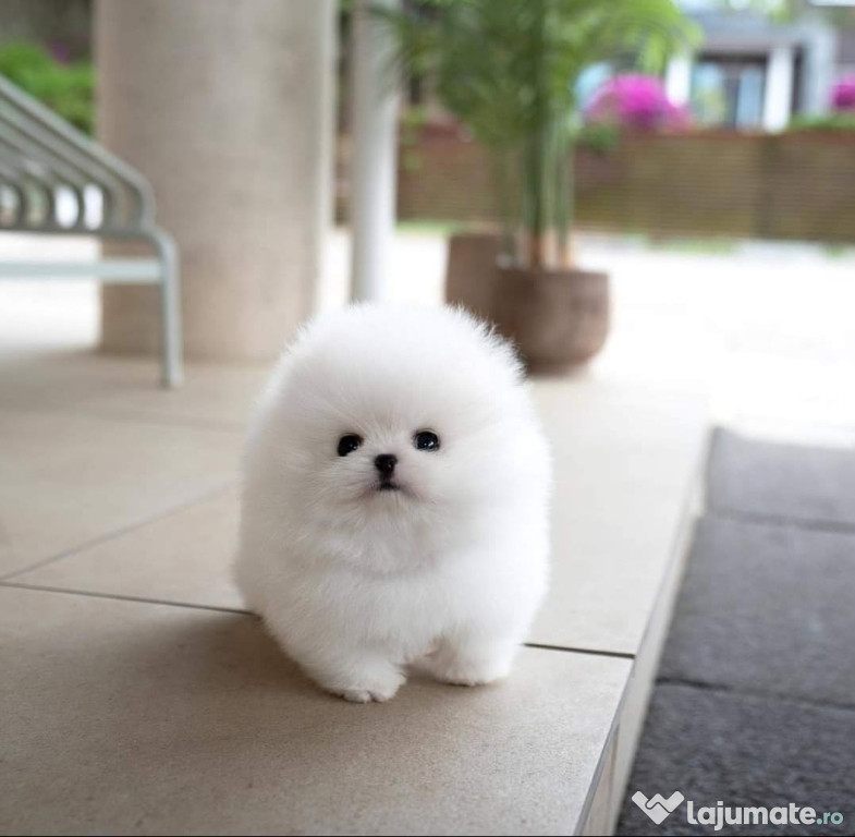 Pomeranian mini boo