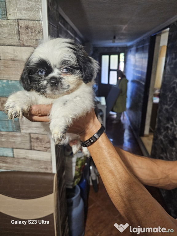 Căței bichon Shih Tzu