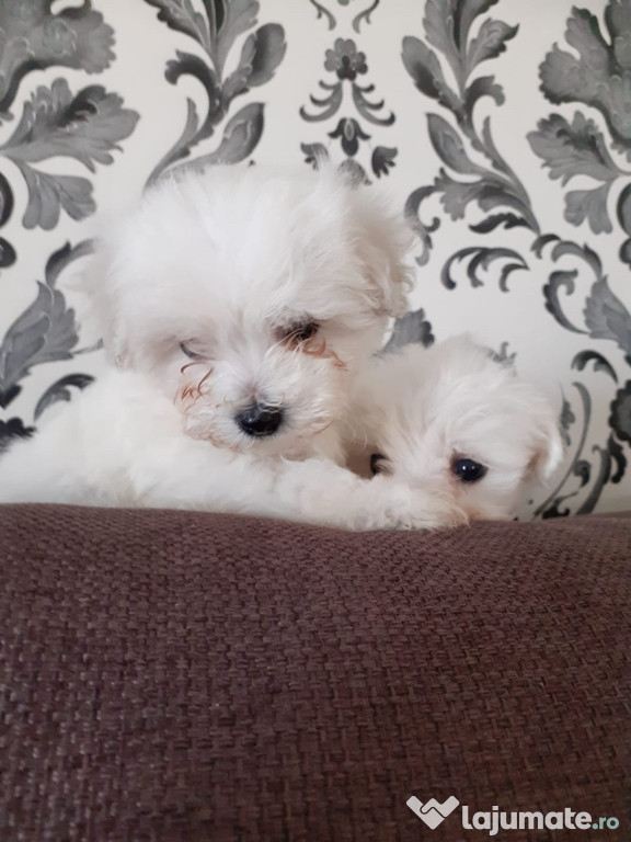 Pui bichon maltese albi