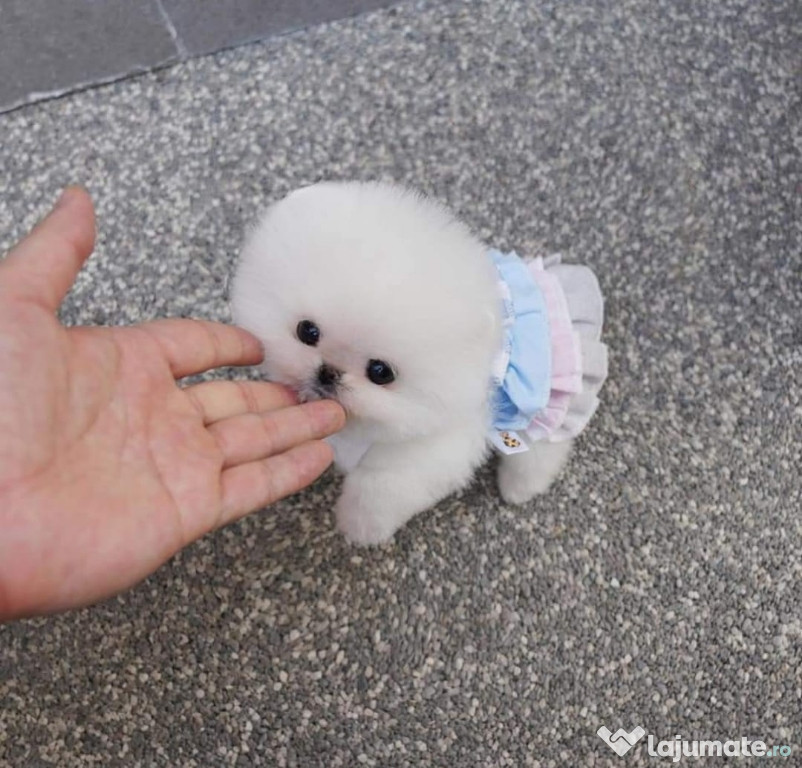 Pomeranian mini boo