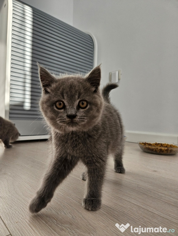 British Shorthair