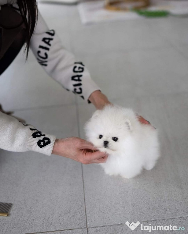 Pomeranian mini teacup????