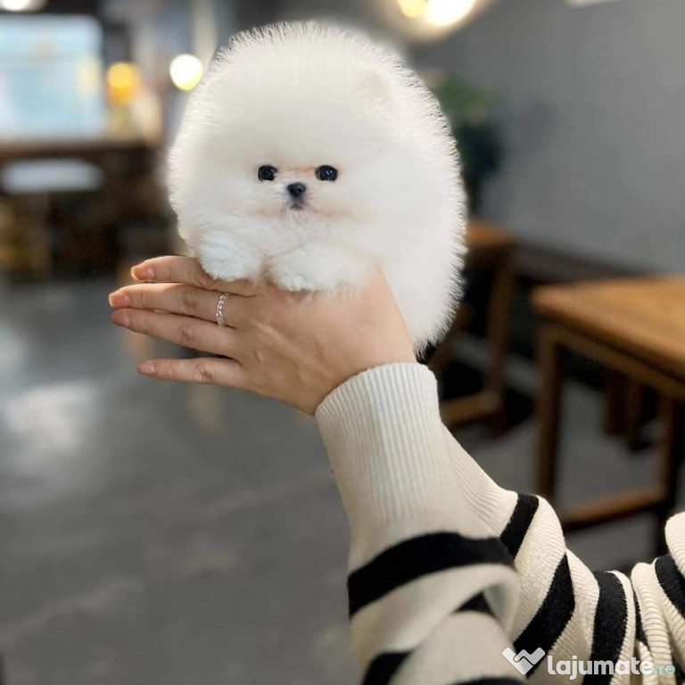 Pomeranian teacup