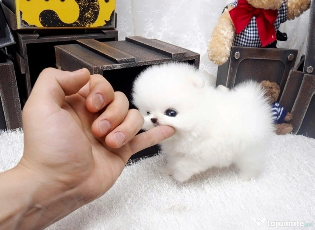 Pomeranian teeacup mini