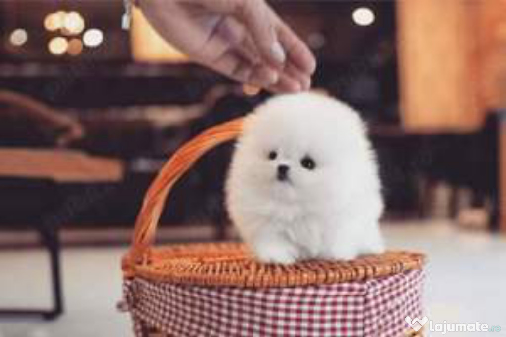 Pomeranian Teeacup Boo Asigur transport