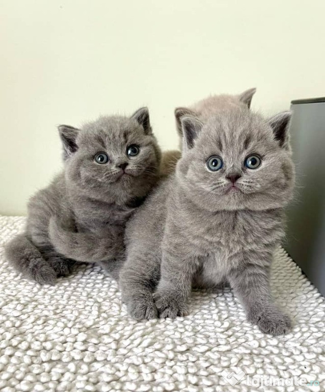 Tortie British Shorthair