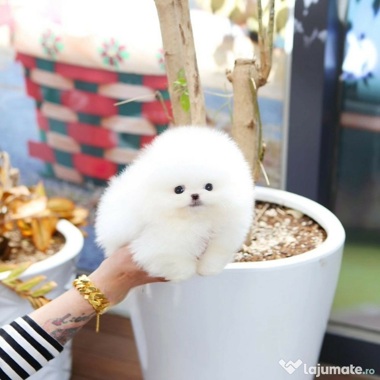 Pomeranian mini boo cățeluși adorabili