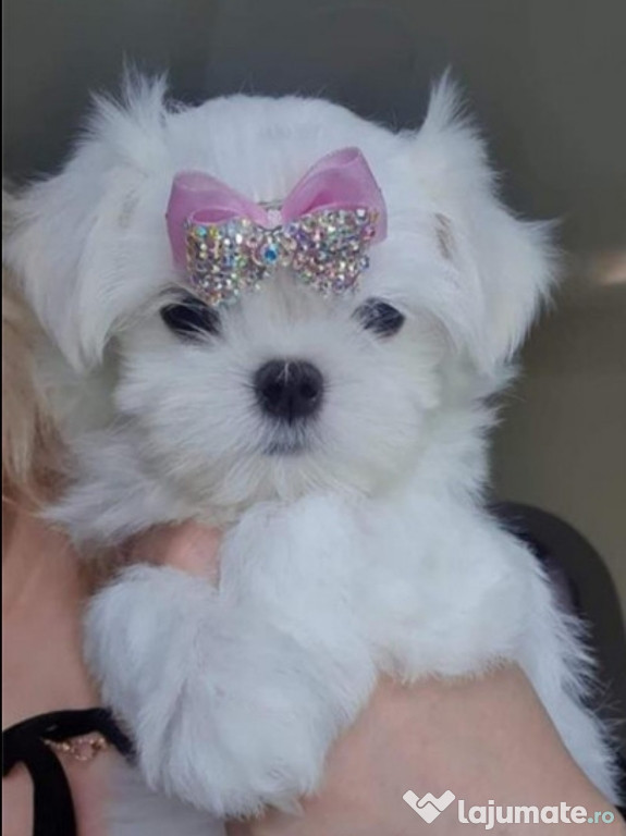 Pui Bichon Maltez mini toy