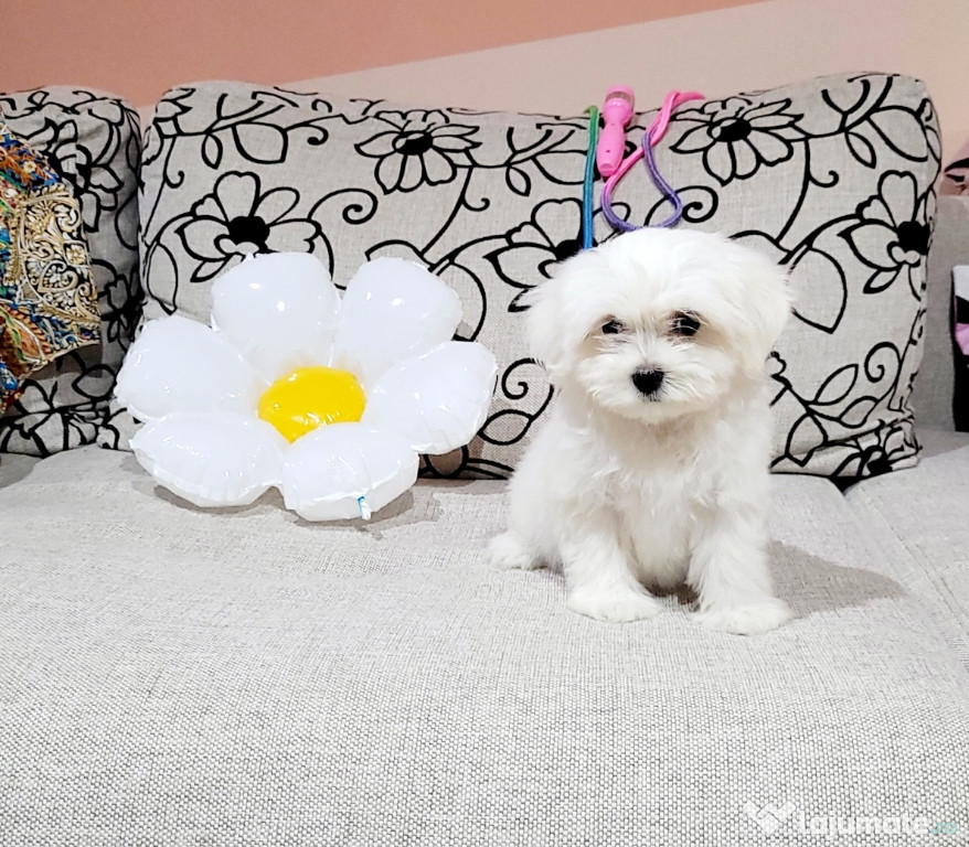 Bichon maltez toy