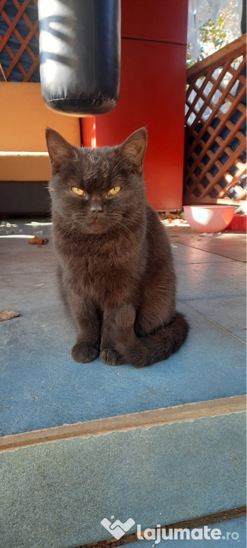 British shorthair