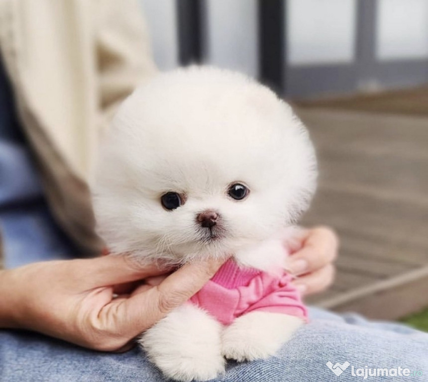 Pomeranian mini toy exemplare superbe